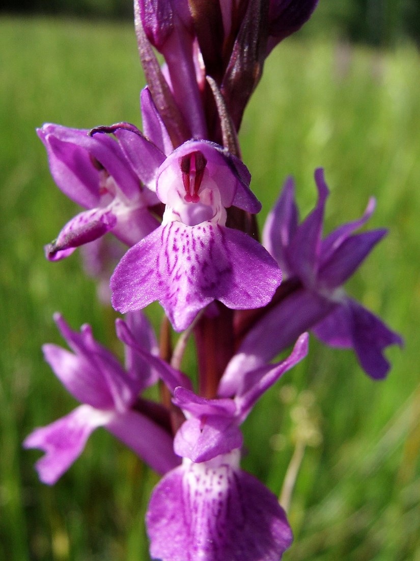 Orchidea palustre della Sardegna, Archivio fotografico